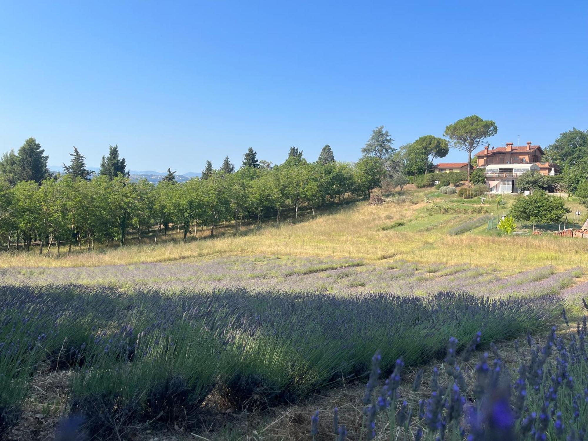 Agriturismo Villa Beatrice 몬다비오 외부 사진
