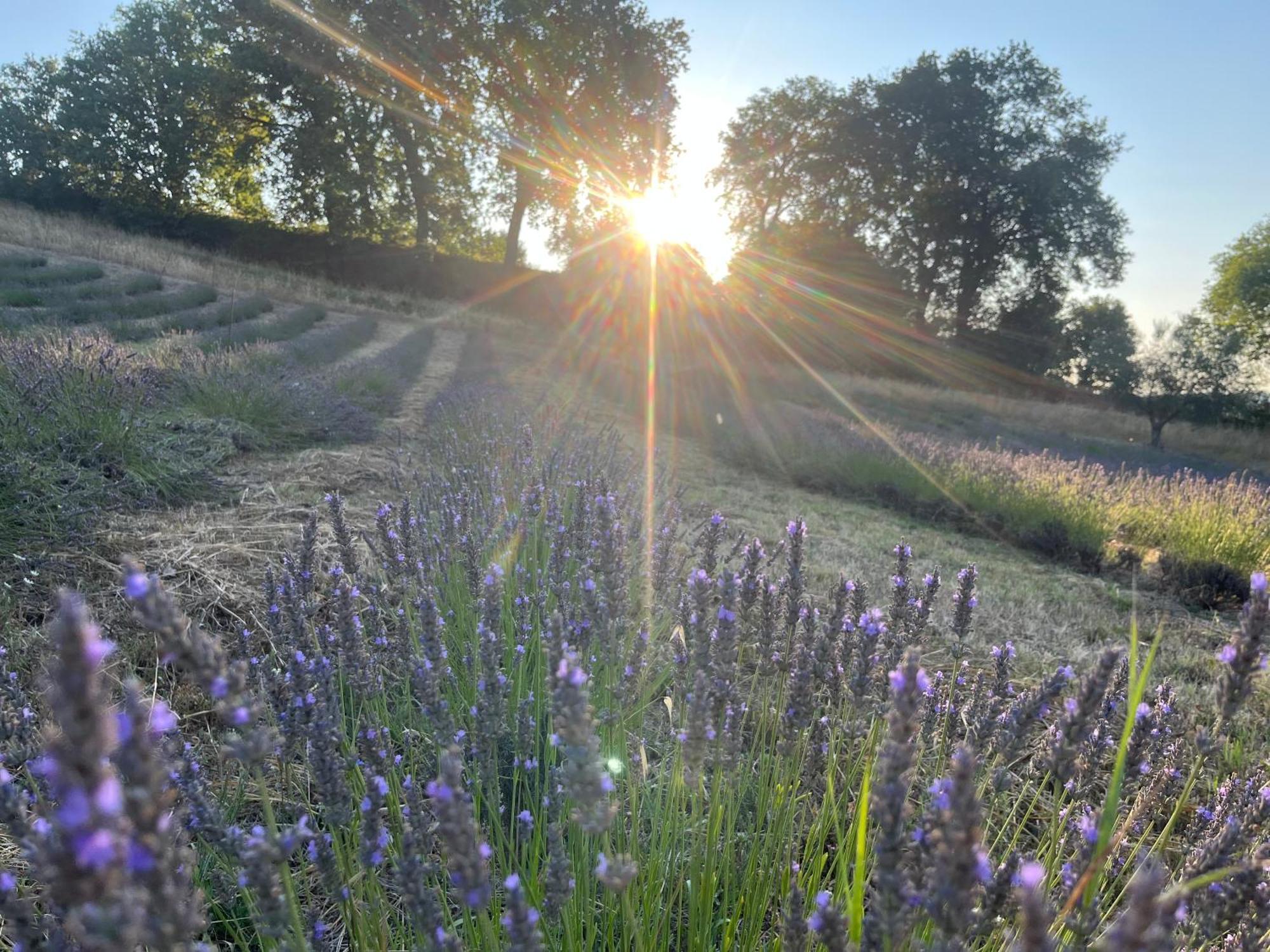 Agriturismo Villa Beatrice 몬다비오 외부 사진